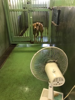 【犬猫・移動先募集】センター(支所)収容(7/27訪問)_f0242002_15364282.jpg