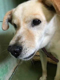 【犬猫・移動先募集】センター(支所)収容(7/27訪問)_f0242002_15401158.jpg
