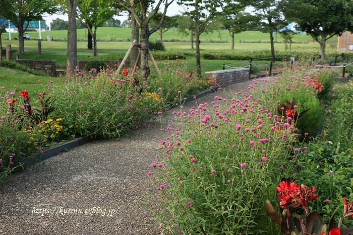 家の中でも夏を楽しむ 向日葵と千日紅 Miyorinの秘密のお庭