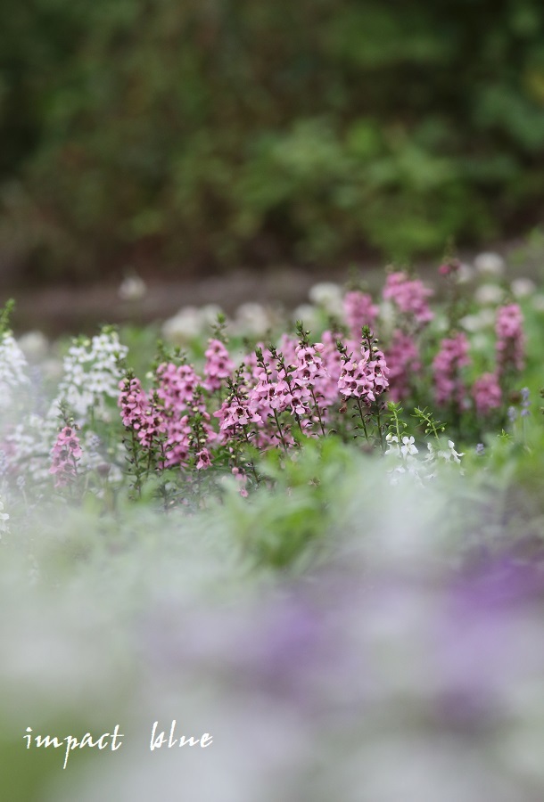 アイガモ公園の花壇にて(^^)/　～2～_a0355908_21060579.jpg