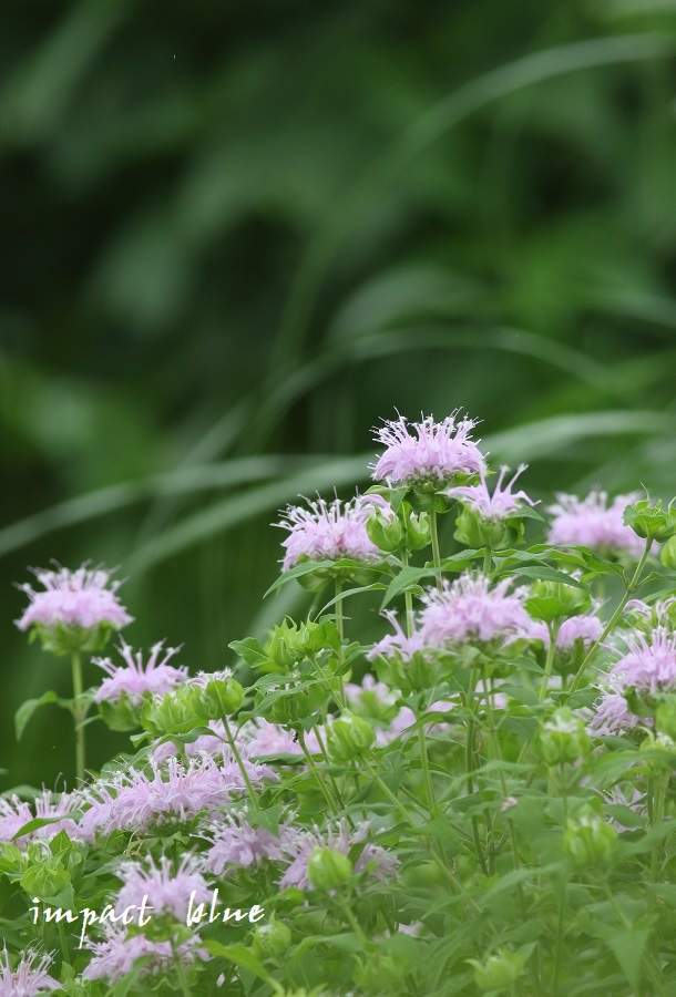 アイガモ公園の花壇にて(^^)/　～2～_a0355908_21063286.jpg