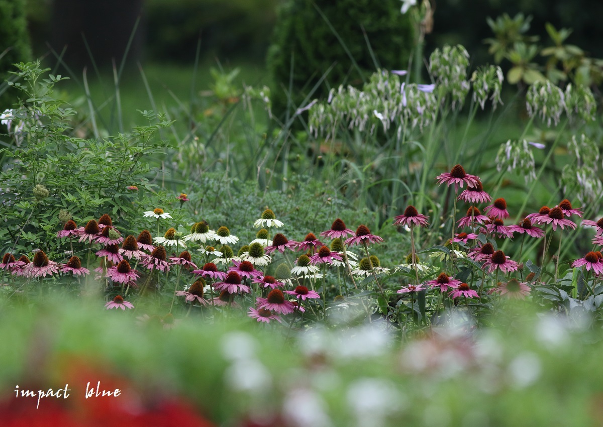 アイガモ公園の花壇にて(^^)/　～2～_a0355908_21063882.jpg