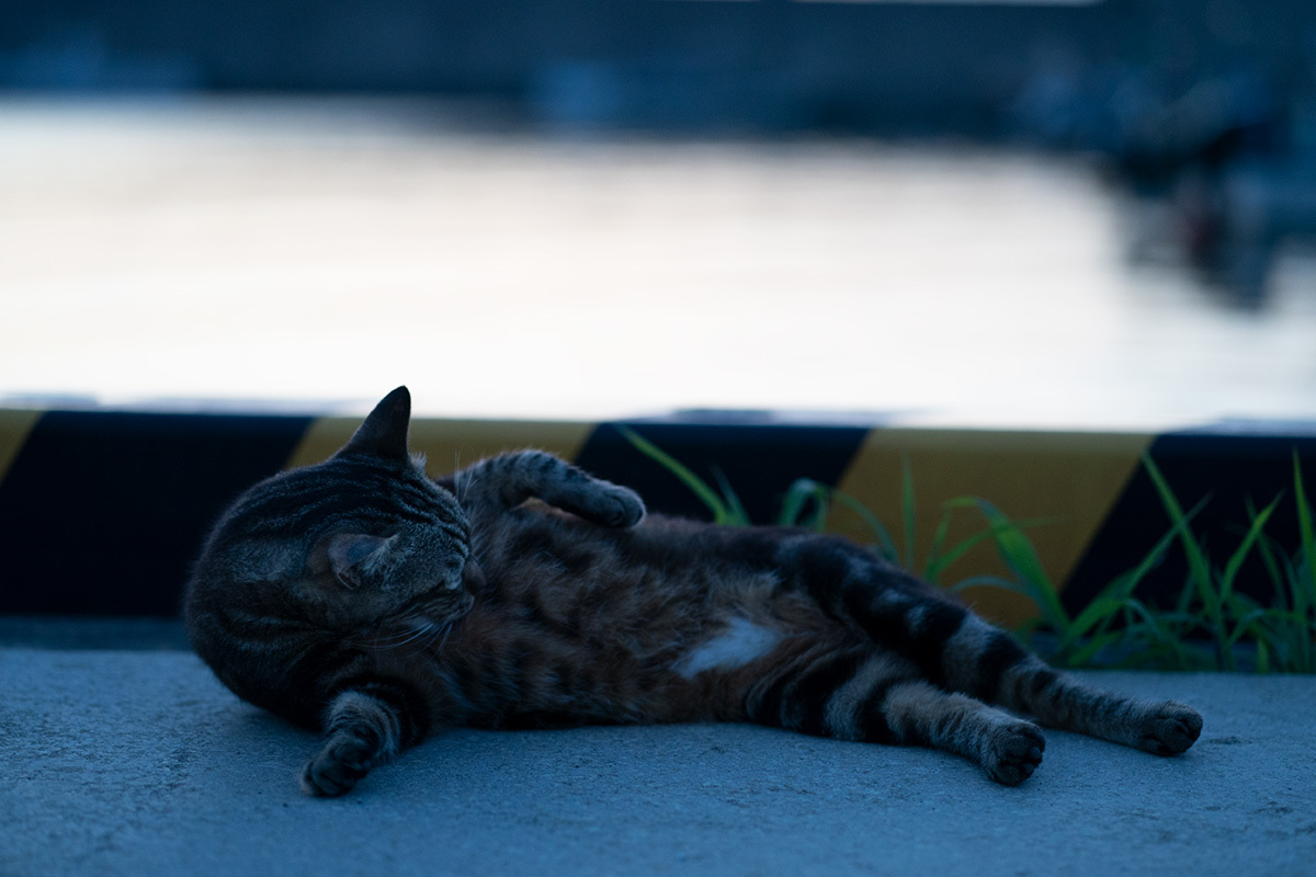 夏の宵 in the twilight time #SONYα9#FUJIGFX50s_c0065410_22063258.jpg