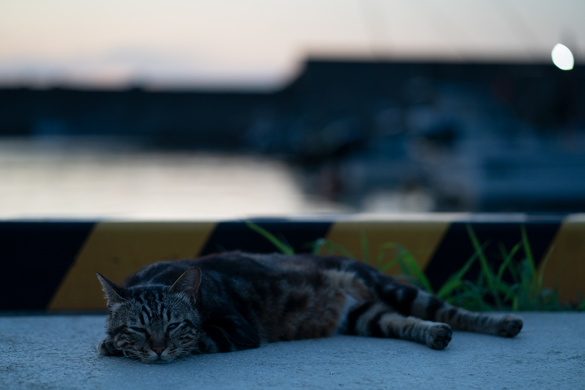 夏の宵　in the twilight time #SONYα9#FUJIGFX50s_c0065410_22070513.jpg