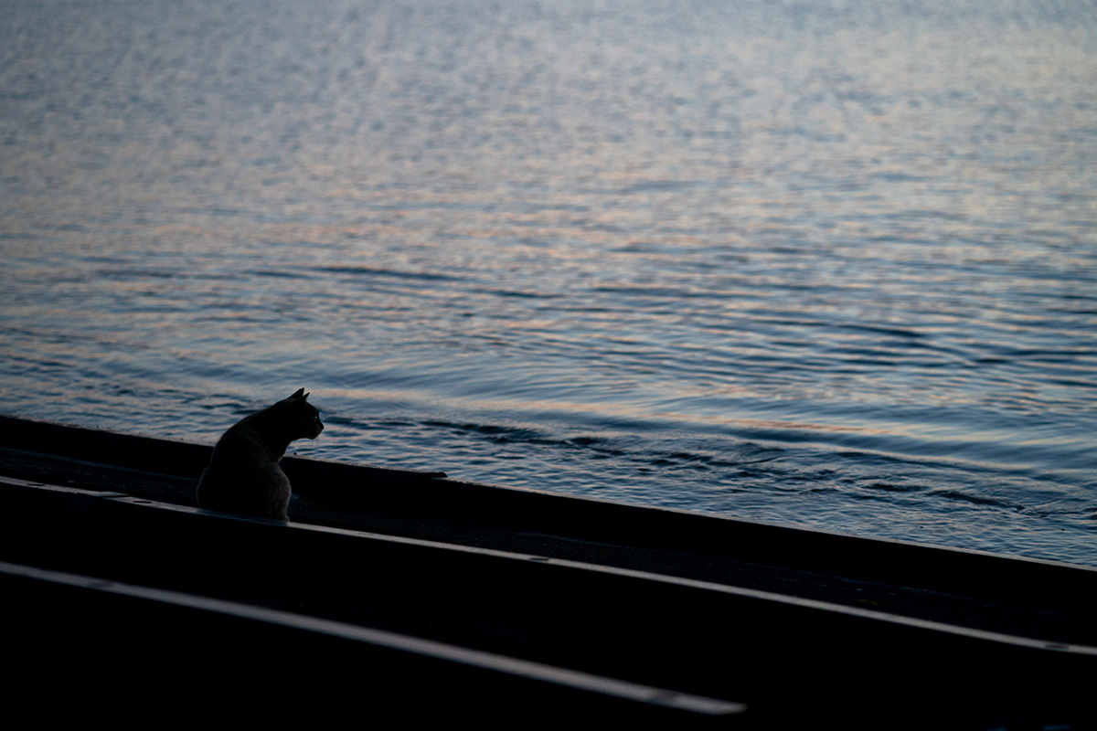 夏の宵　in the twilight time #SONYα9#FUJIGFX50s_c0065410_22073479.jpg