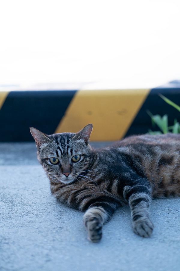夏の宵　in the twilight time #SONYα9#FUJIGFX50s_c0065410_22080617.jpg