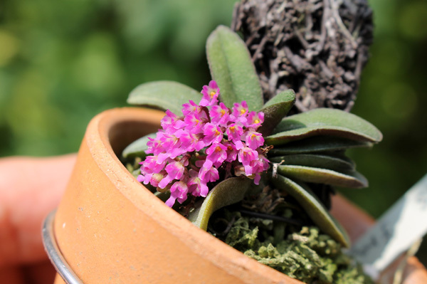 Schoenorchis fragrans_f0348111_08591850.jpg