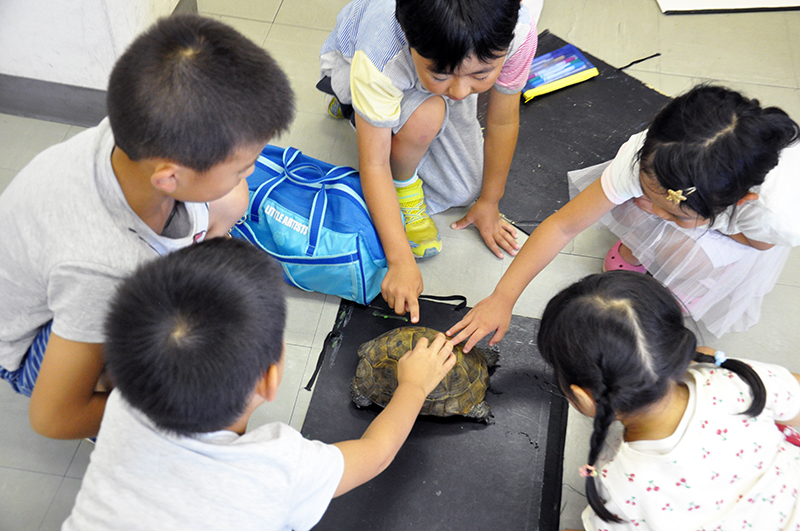 リクガメと卵を写生しよう_b0212226_16300313.jpg