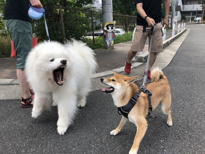 2019年7月中旬 インスタ写真集_f0128542_15072424.jpg