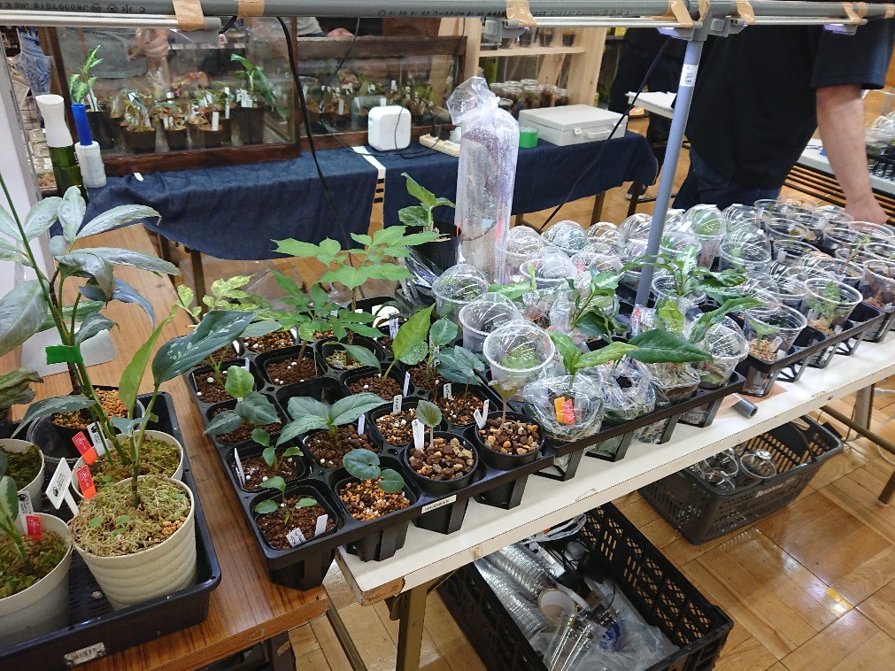 熱帯植物即売会 In ペットエキスポ熱田店 癒やしの素 イモからアクアまで 熱帯植物即売会 In ペットエキスポ熱田店 癒やしの素 イモからアクアまで