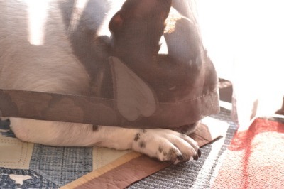 老犬介護の魔法の言葉♪_b0307951_22501148.jpg