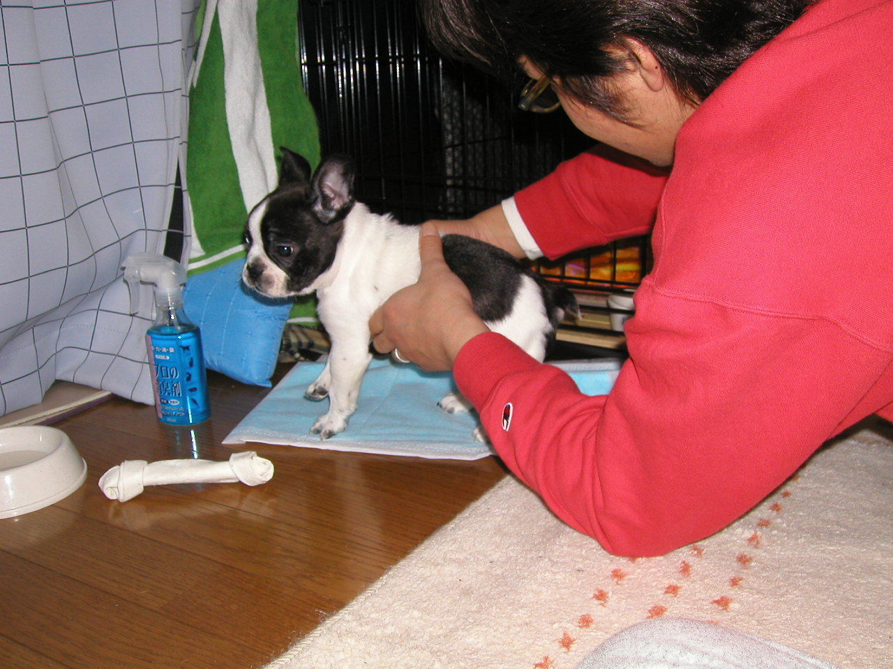 老犬介護の魔法の言葉♪_b0307951_23051143.jpg