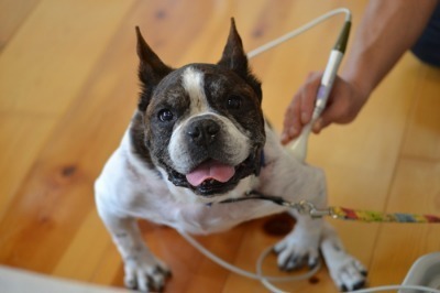 老犬介護の魔法の言葉♪_b0307951_23065328.jpg