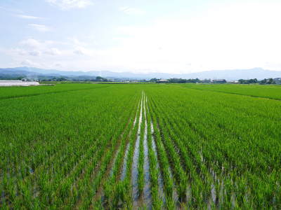熊本県菊池市七城町『砂田のこだわりれんげ米』 父から子へこだわりの無農薬栽培です。成長の様子2019_a0254656_16545645.jpg