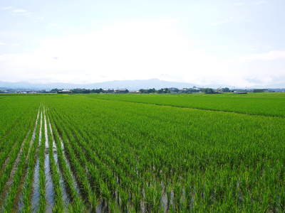 熊本県菊池市七城町『砂田のこだわりれんげ米』 父から子へこだわりの無農薬栽培です。成長の様子2019_a0254656_17025658.jpg