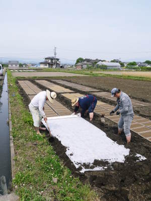 熊本県菊池市七城町『砂田のこだわりれんげ米』　父から子へこだわりの無農薬栽培です。成長の様子2019_a0254656_17121332.jpg