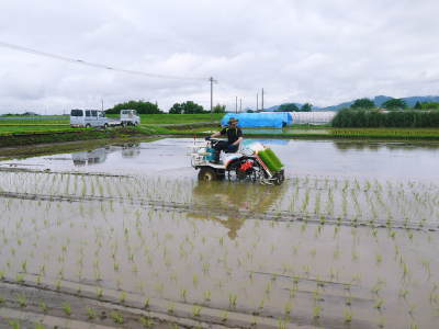 熊本県菊池市七城町『砂田のこだわりれんげ米』 父から子へこだわりの無農薬栽培です。成長の様子2019_a0254656_17143732.jpg
