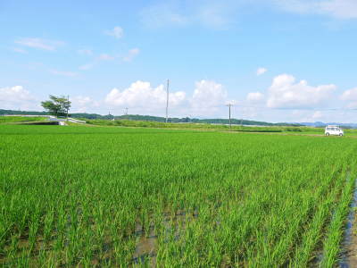 熊本県菊池市七城町『砂田のこだわりれんげ米』　父から子へこだわりの無農薬栽培です。成長の様子2019_a0254656_17252984.jpg