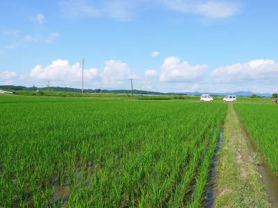 熊本県菊池市七城町『砂田のこだわりれんげ米』　父から子へこだわりの無農薬栽培です。成長の様子2019_a0254656_17525277.jpg