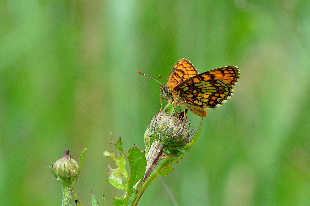 d0387460_12012093.jpg