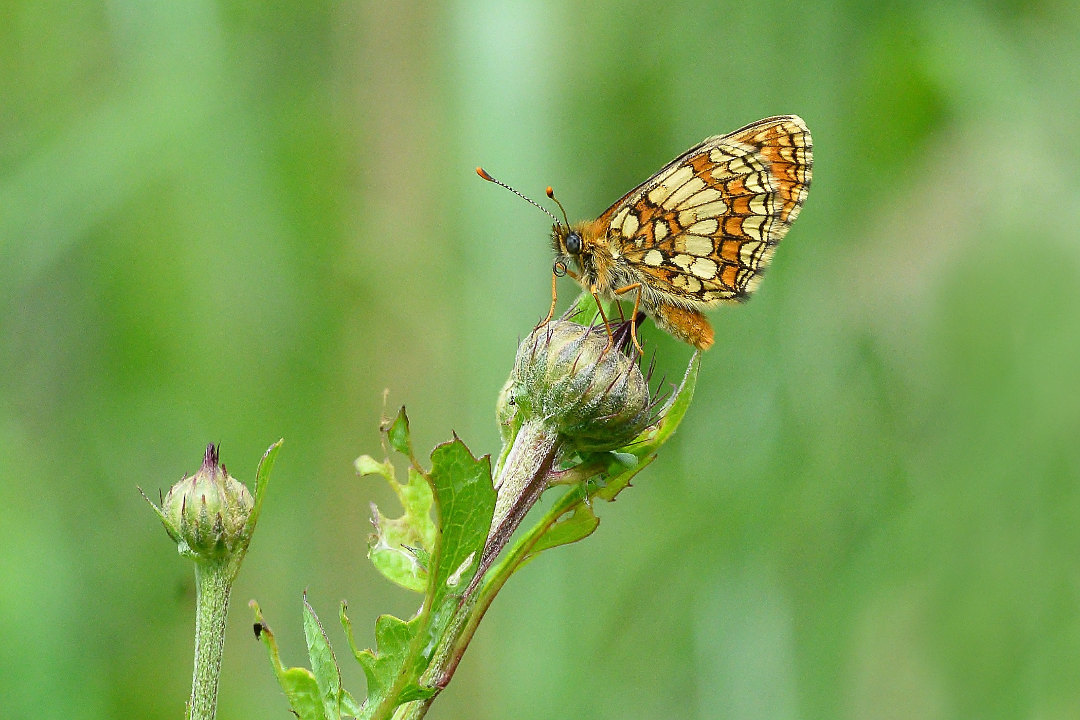 d0387460_12013978.jpg