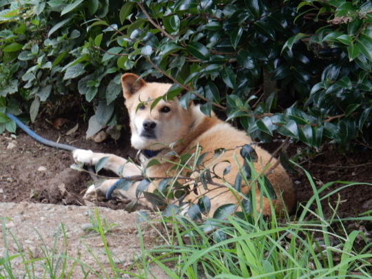 ’19,7,29(月)田舎道も少しづつ変化しているYO!_f0060461_09231787.jpg