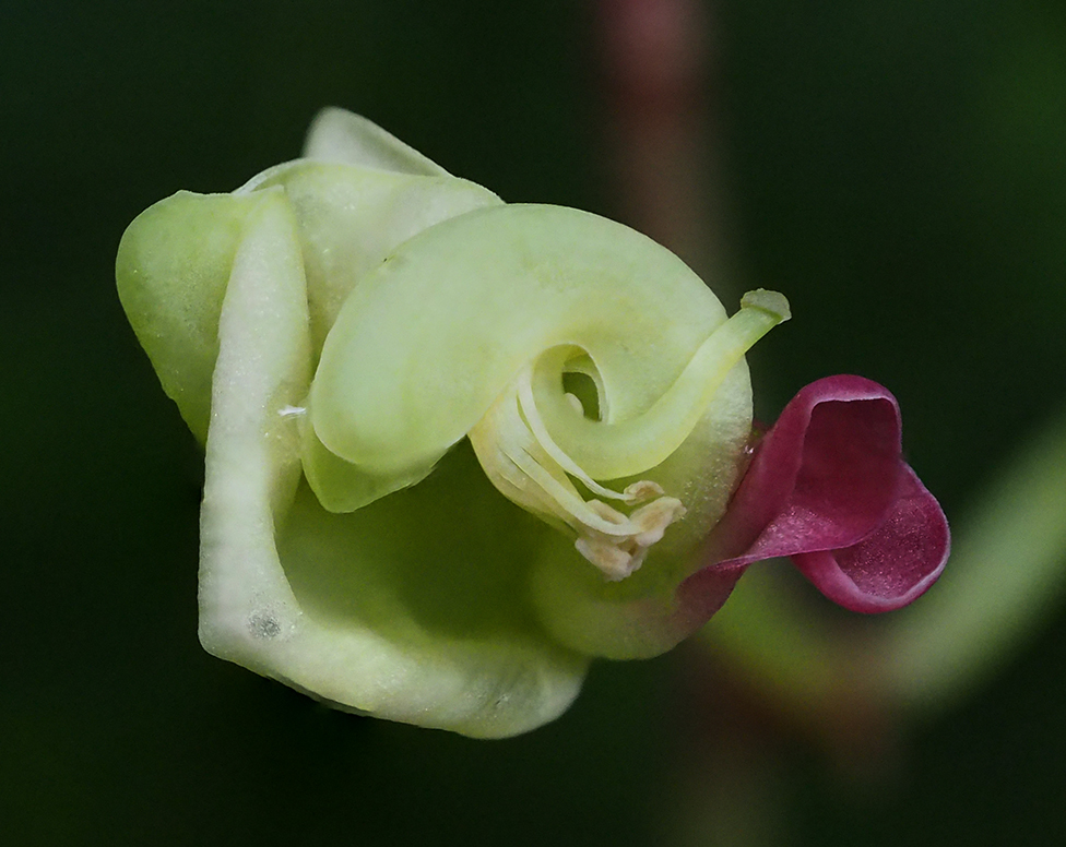 ホドイモの奇妙な花_a0074562_10485498.jpg