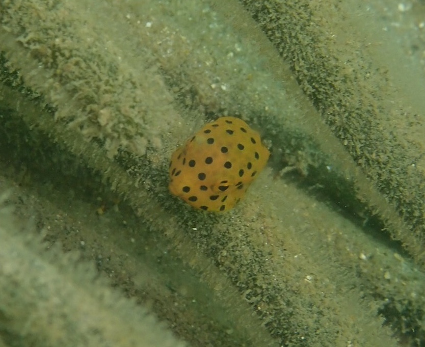 水温UP!!_f0164662_01285668.jpeg