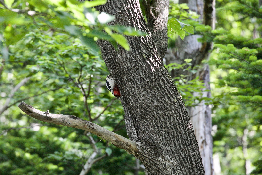 e0071967_9334533.jpg