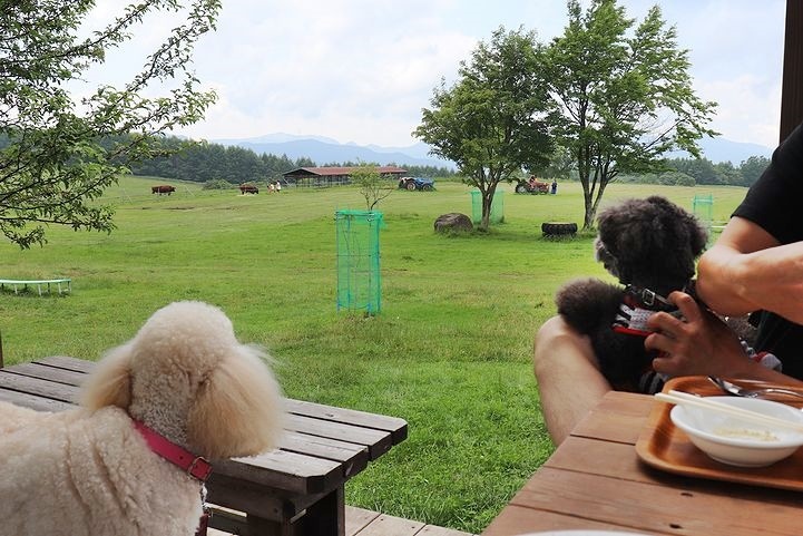 ②信州白樺高原 長門牧場へ。_b0111376_17262141.jpg