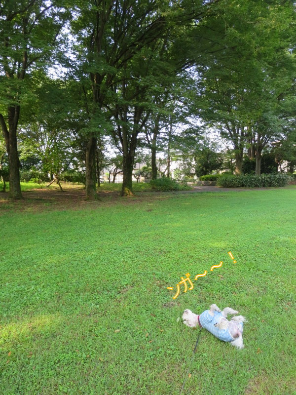 d0264176_19492024.jpg