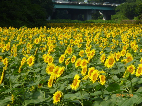 追分市民の森　ヒマワリ畑満開_b0227583_17021824.jpg