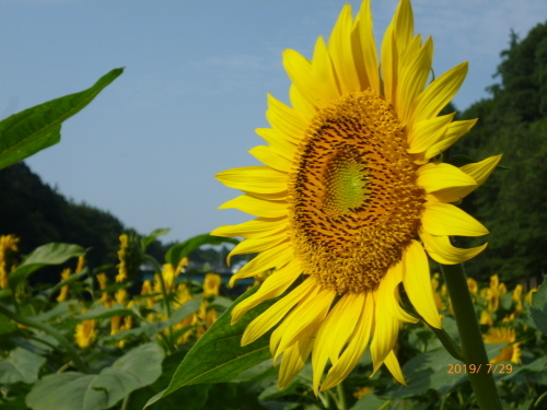 追分市民の森　ヒマワリ畑満開_b0227583_17023622.jpg