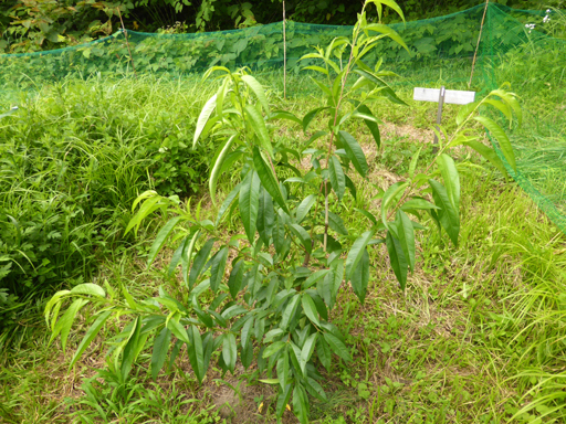 果樹の様子 7月_d0366590_15250534.jpg
