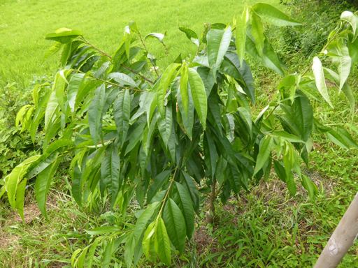 果樹の様子 7月_d0366590_15252789.jpg