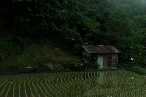 里山の闇に飛ぶ_e0366896_20500292.jpg