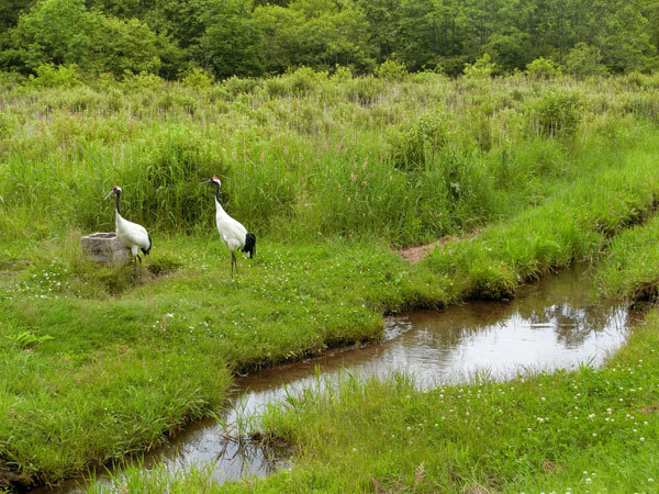 今年もポルシェで北海道　2019-13：釧路〜苫小牧_e0131399_00021857.jpg