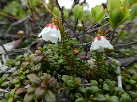 大雪の高山植物_a0117305_19284719.jpg