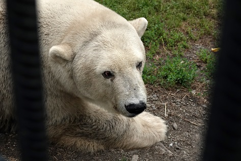 ボリシェリェーチェ動物園で慎み深きホッキョクグマ、グーリャ (Гуля) との素晴らしき再会_a0151913_0401951.jpg