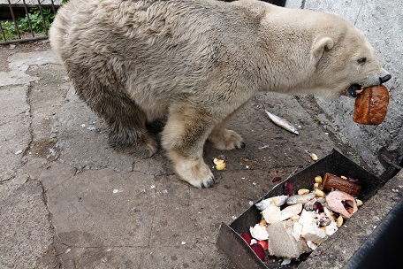ボリシェリェーチェ動物園で慎み深きホッキョクグマ、グーリャ (Гуля) との素晴らしき再会_a0151913_0572874.jpg