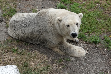 ボリシェリェーチェ動物園で慎み深きホッキョクグマ、グーリャ (Гуля) との素晴らしき再会_a0151913_07020.jpg