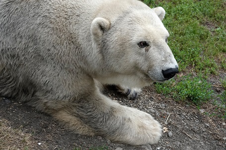 ボリシェリェーチェ動物園で慎み深きホッキョクグマ、グーリャ (Гуля) との素晴らしき再会_a0151913_1122524.jpg