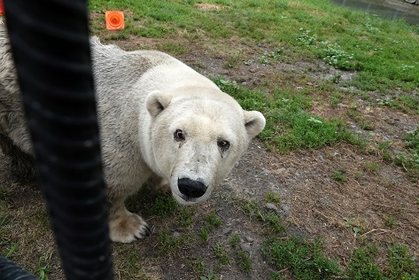 ボリシェリェーチェ動物園で慎み深きホッキョクグマ、グーリャ (Гуля) との素晴らしき再会_a0151913_1303828.jpg