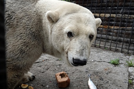 ボリシェリェーチェ動物園で慎み深きホッキョクグマ、グーリャ (Гуля) との素晴らしき再会_a0151913_1415869.jpg