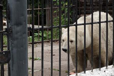 ボリシェリェーチェ動物園で慎み深きホッキョクグマ、グーリャ (Гуля) との素晴らしき再会_a0151913_2443780.jpg