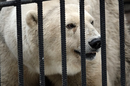 ボリシェリェーチェ動物園で慎み深きホッキョクグマ、グーリャ (Гуля) との素晴らしき再会_a0151913_2461629.jpg