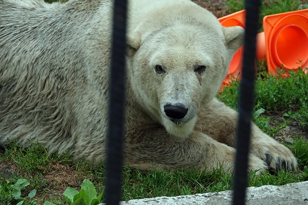 ボリシェリェーチェ動物園で慎み深きホッキョクグマ、グーリャ (Гуля) との素晴らしき再会_a0151913_2475278.jpg