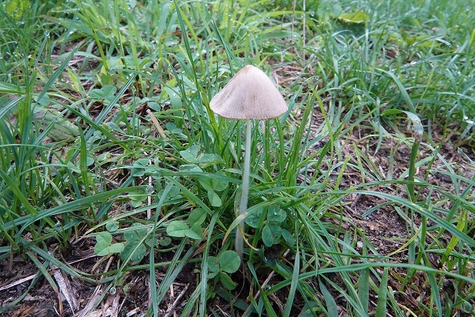 きのこ 花 イワナ遊悠学 きのこ 花 イワナ遊悠学