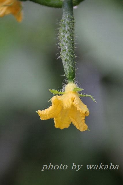 e0052135_15185024.jpg