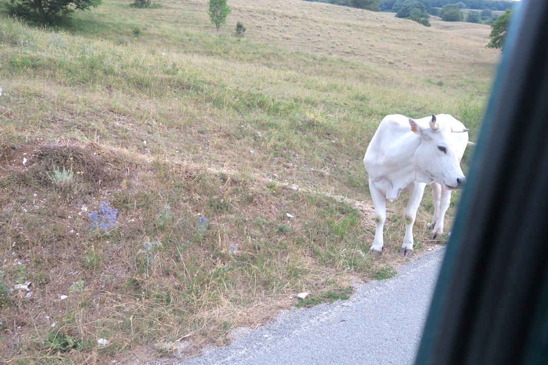 道端で牛・馬くつろぐクッコ山_f0234936_7174233.jpg
